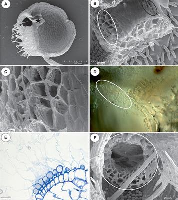 The Structure and Occurrence of a Velum in Utricularia Traps (Lentibulariaceae)